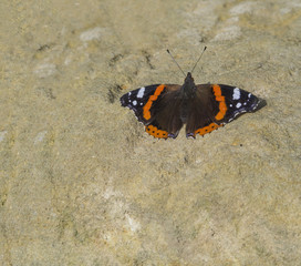 Fototapeta na wymiar close up red admiral butterfly on sandstone background