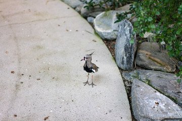 exotic bird on pathway next to stones walking
