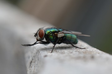 Common green bottle fly