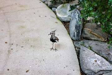 exotic bird on pathway next to stones walking