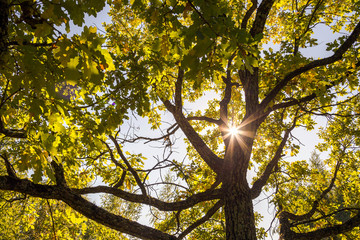 The sun shines through branches of a green oak.