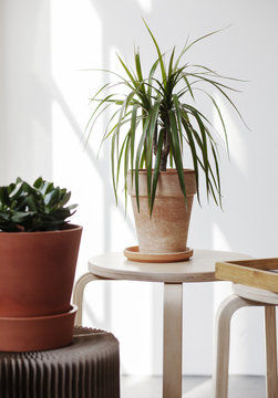 Tropical potted plants on stool in a loft