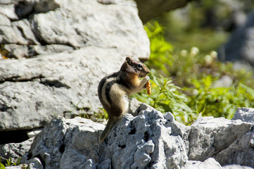 ground squirrel Streifenhörnchen