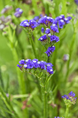 Limonium sinuatum.