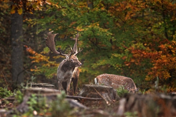 fallow deer, dama dama, Czech republic