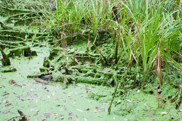 green swamp