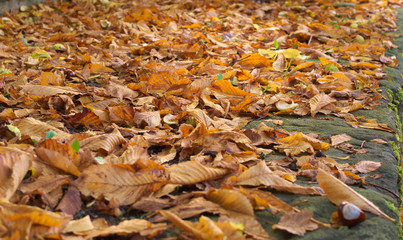 Herbstlaub auf dem Boden