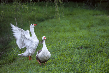 Family of young domestic geese grazing on a lush meadow