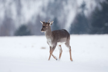 fallow deer, dama dama, Czech republic