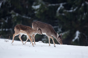 Obraz premium fallow deer, dama dama, Czech republic