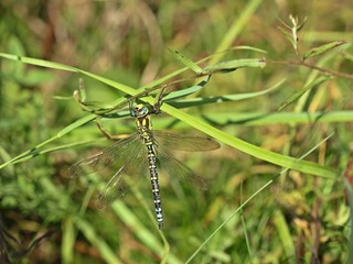 Männliche Blaugrüne Mosaikjungfer (Aeshna cyanea)
