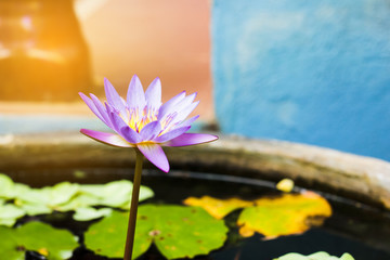 Obraz na płótnie Canvas Purple and yellow lotus or water lily with huge green water leafs in dark pond. Flowers for Buddhism. From beside view.