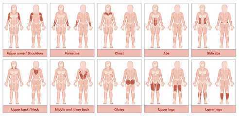 Muscle group chart - female body with the largest human muscles, divided into ten labeled cards with names and appropriate highlighted muscle groups - isolated vector illustration on white background.