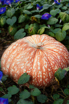 Large cinderella type pumpkin in a flowery patch
