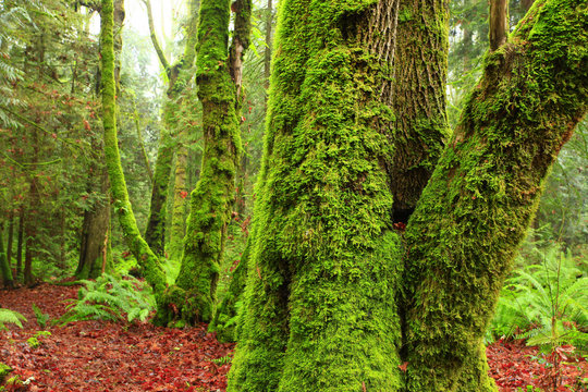 a picture of an Pacific Northwest forest with a old growth Big leaf maple tree