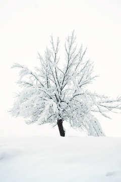 Snowy tree