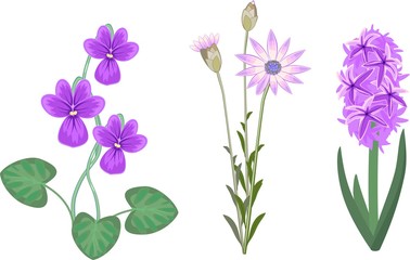 Fototapeta na wymiar Set of garden plant with lilac flowers on white background