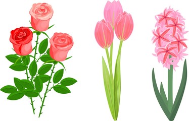 Set of popular garden plant with pink flowers on white background. Rose, hyacinth and tulip