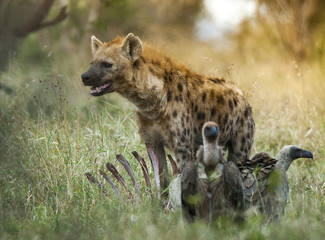 Hyena South Africa