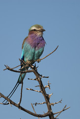 Lilac-breasted roller, south Africa