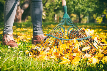 Gardener woman raking up autumn leaves in garden.  - obrazy, fototapety, plakaty