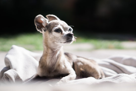 Chihuahua dog chilling out on a blanket
