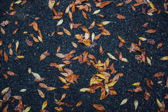 Leaves pattern on the ground