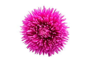 Obraz premium aster flowers isolated