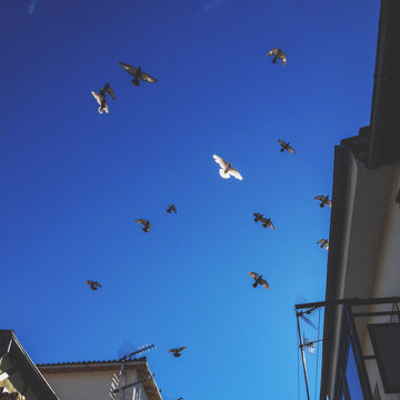 Birds flying in the sky