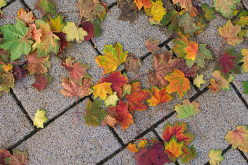 buntes Laub auf Pflaster