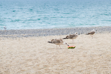 Birds albatrosses eat watermelon on the seafront
