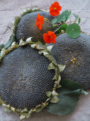 Flower of a sunflower with the ripened seeds background