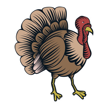 Isolated turkey illustration