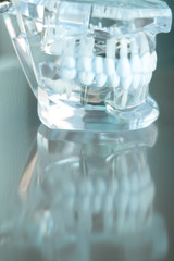 Dentsts dental teeth model