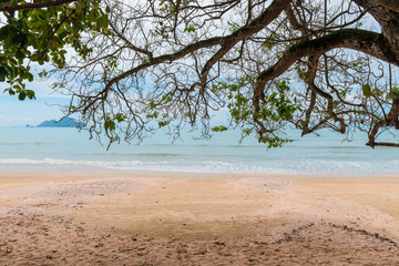 trees on a sandy beach in Thailand near the sea
