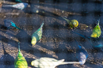 budgerigar birds in cage behind fence different colours