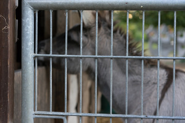 donkey head seen through fence in animal farm