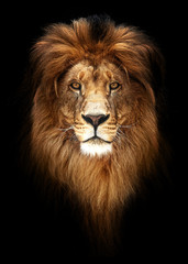 Porträt eines schönen Löwen, Löwe im Dunkeln © Baranov