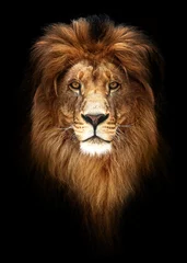 Fototapeten Porträt eines schönen Löwen, Löwe im Dunkeln © Baranov