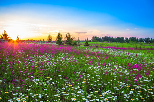  summer  landscape with  flowers on a meadow and  sunset