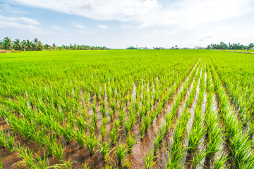 Beautiful Rice Field and Cloudy Blue Sky 