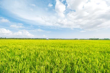 Foto op Aluminium Beautiful Rice Field and Cloudy Blue Sky  © Hermiadi