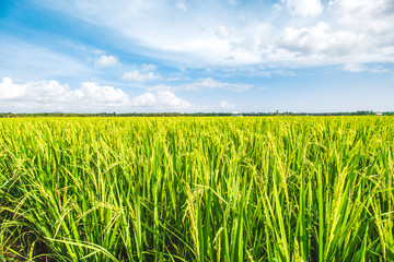 Beautiful Rice Field and Cloudy Blue Sky 