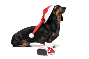 Adorable and Funny dog (puppy) dachshund, black and tan, wearing Santa hat ready for Christmas and New Year's shoes celebration isolate white background looking to the side