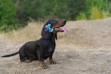cute portrait of a dog (puppy) breed dachshund black tan, with blue bow-knot on the ears in the autumn park