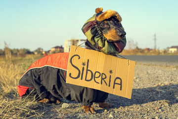 portrait of a dog (puppy) breed dachshund black tan, in warm clothes and a hat stands on the roadside with an autostop signboard, inscription Siberia, waiting for a car