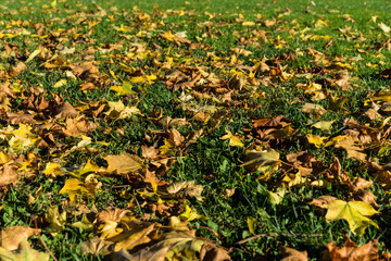 Obraz premium yellow leaves autumn fall season on green meadow