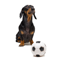 funny portrait of a dog (puppy) breed dachshund black tan,  with soccer (football) ball isolated on white background