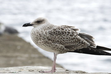 Gulls on the beach.
