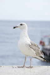 Gulls on the beach.
